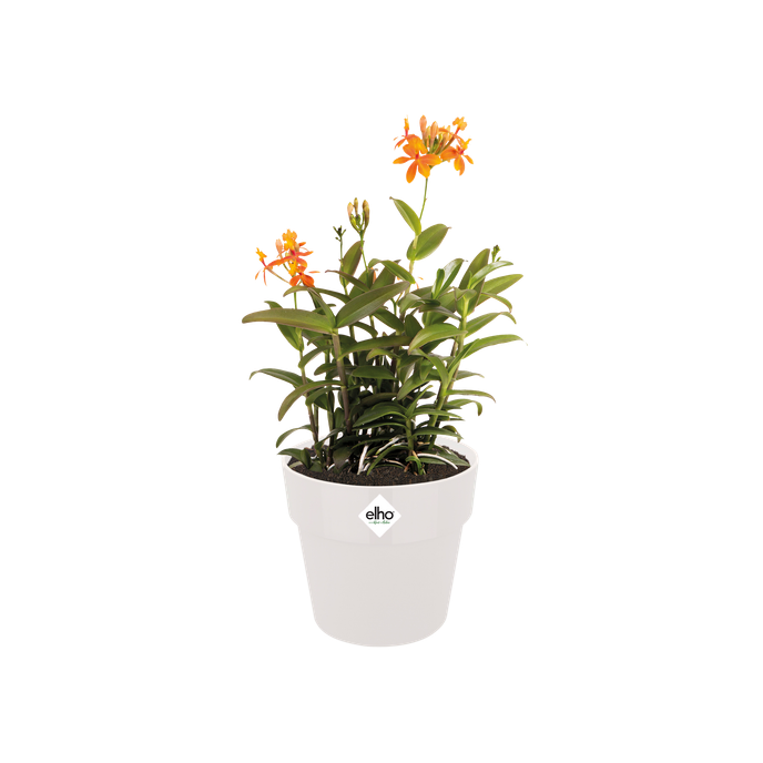 b.for original round 25cm white